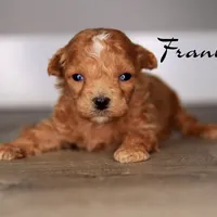 FRANK, a male Poodle - Toy  for sale in Corning, CA – 1 of 1