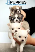 AKC Teacup Tom, a male Chihuahua for sale in Corning, CA – 3 of 4