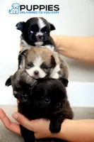AKC Long Haired Chihuahua Amalia, a female Chihuahua for sale in Corning, CA – 3 of 3