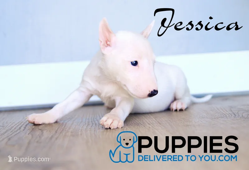 Jessica – Bull Terrier puppy for sale in Corning, CA