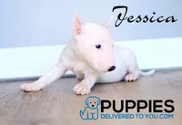 Jessica, a female Bull Terrier for sale in Corning, CA – 1 of 2