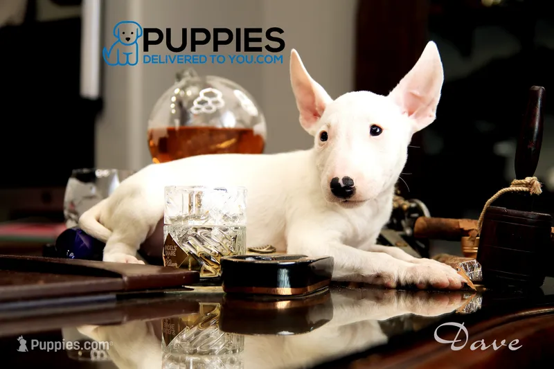dave – Bull Terrier puppy for sale in Corning, CA