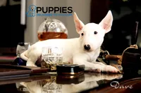 dave, a male Bull Terrier for sale in Corning, CA – 1 of 1
