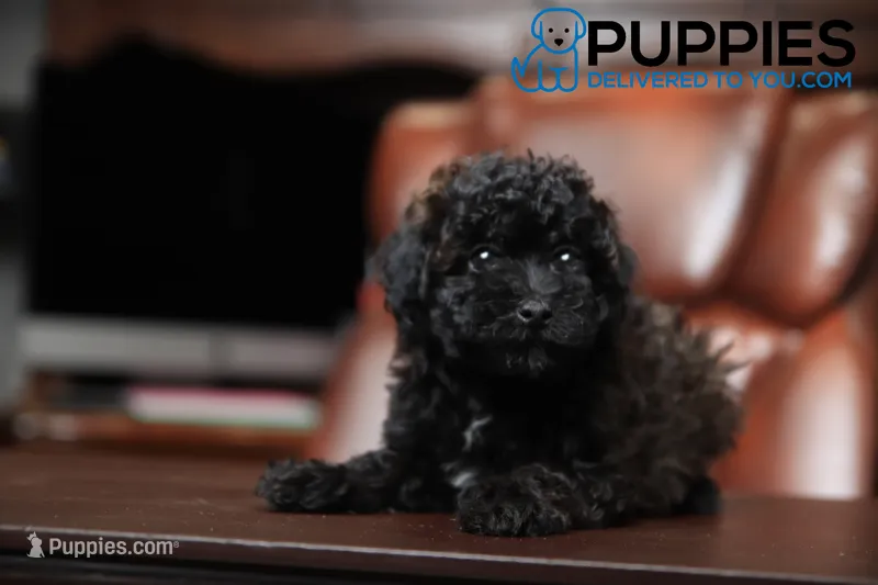 debbie – Poodle - Toy  puppy for sale in Corning, CA