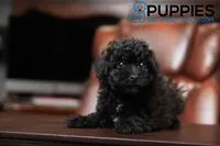 debbie, a female Poodle - Toy  for sale in Corning, CA – 1 of 1