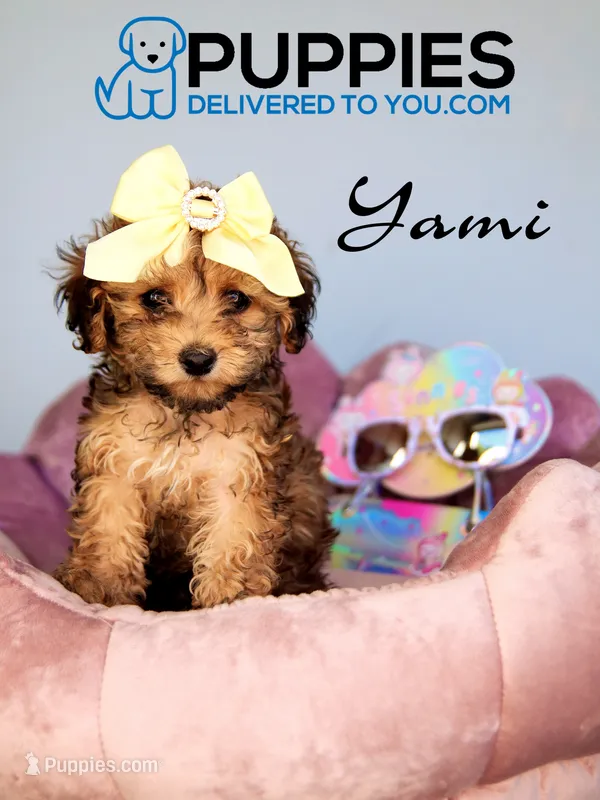 yami – Poodle - Toy  puppy for sale in Corning, CA