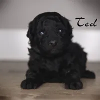TED, a male Poodle - Toy  for sale in Corning, CA – Photo 2 of 2