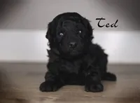 TED, a male Poodle - Toy  for sale in Corning, CA – Photo 2 of 2