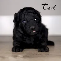 TED, a male Poodle - Toy  for sale in Corning, CA – Photo 1 of 2