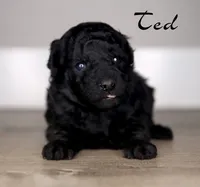 TED, a male Poodle - Toy  for sale in Corning, CA – Photo 1 of 2