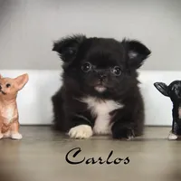 Carlos, a male Chihuahua for sale in Corning, CA – 1 of 1