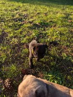 Doug Yellow , a male Pug for sale in Vancouver, WA – Photo 4 of 4