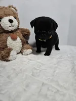 Doug Yellow , a male Pug for sale in Vancouver, WA – Photo 3 of 4