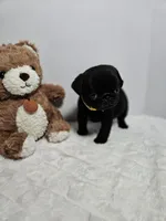 Doug Yellow , a male Pug for sale in Vancouver, WA – Photo 1 of 4