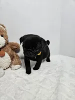 Doug Yellow , a male Pug for sale in Vancouver, WA – Photo 2 of 4