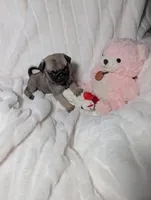 Dolly  Red female, a female Pug for sale in Vancouver, WA – Photo 6 of 6