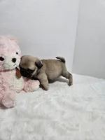 Dolly  Red female, a female Pug for sale in Vancouver, WA – Photo 3 of 6