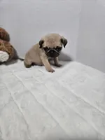 poppy, a male Pug for sale in Vancouver, WA – Photo 2 of 3