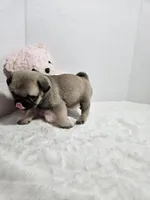  Chloe Purple Girl, a female Pug for sale in Vancouver, WA – Photo 2 of 3