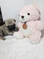  Chloe Purple Girl, a female Pug for sale in Vancouver, WA – Photo 1 of 3