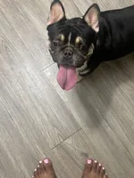 Dom, a male French Bulldog for sale in Houston, TX – 2 of 2