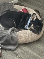 Dom, a male French Bulldog for sale in Houston, TX – 1 of 2