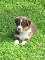Ginger, a female Australian Shepherd for sale in Randolph, NY – 5 of 7