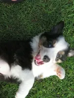 Pixie, a female Australian Shepherd for sale in Randolph, NY – 4 of 9