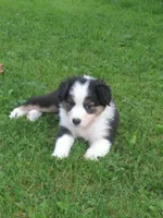 Pixie, a female Australian Shepherd for sale in Randolph, NY – 7 of 9