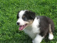 Pixie, a female Australian Shepherd for sale in Randolph, NY – 5 of 9