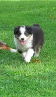 Pixie, a female Australian Shepherd for sale in Randolph, NY – 3 of 9