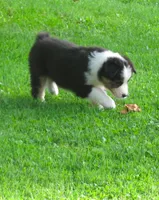 Pixie, a female Australian Shepherd for sale in Randolph, NY – 6 of 9