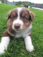 Ginger, a female Australian Shepherd for sale in Randolph, NY – 2 of 7