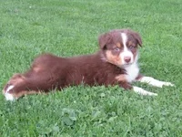 Ginger, a female Australian Shepherd for sale in Randolph, NY – 3 of 7
