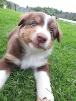 Ginger, a female Australian Shepherd for sale in Randolph, NY – 4 of 7