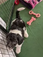 Blacky, a female Sheepadoodle for sale in South Haven, MN – 2 of 2