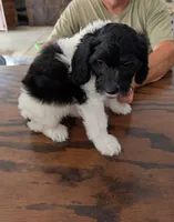 Blacky, a female Sheepadoodle for sale in South Haven, MN – 1 of 2