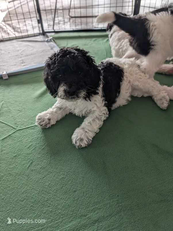 Curly – Sheepadoodle puppy for sale in South Haven, MN