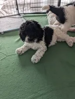 Curly, a female Sheepadoodle for sale in South Haven, MN – 2 of 2