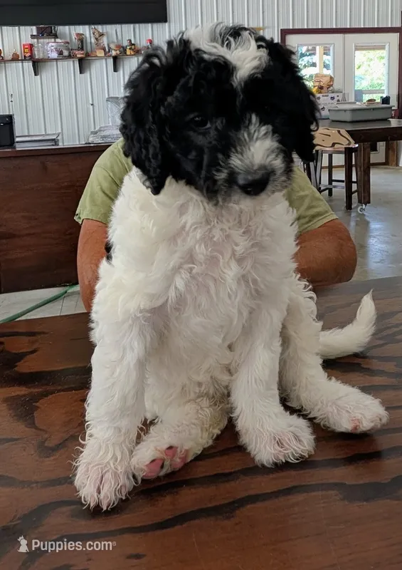 Stripe – Sheepadoodle puppy for sale in South Haven, MN