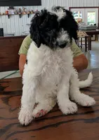 Stripe, a female Sheepadoodle for sale in South Haven, MN – 1 of 2