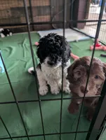 Brownie, a female Sheepadoodle for sale in South Haven, MN – 2 of 2
