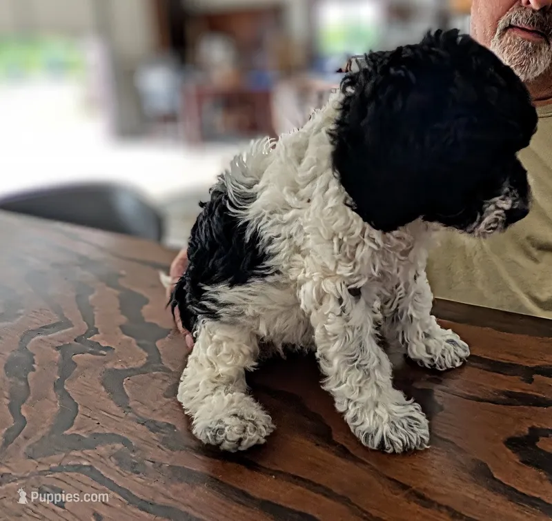 Curly – Sheepadoodle puppy for sale in South Haven, MN