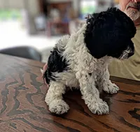 Curly, a female Sheepadoodle for sale in South Haven, MN – 1 of 2