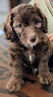 Brownie, a female Sheepadoodle for sale in South Haven, MN – 1 of 2