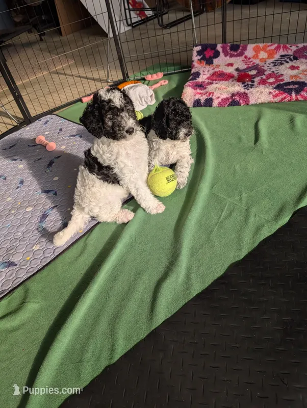 Stripe – Sheepadoodle puppy for sale in South Haven, MN