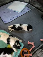 Stripe, a female Sheepadoodle for sale in South Haven, MN – 2 of 2