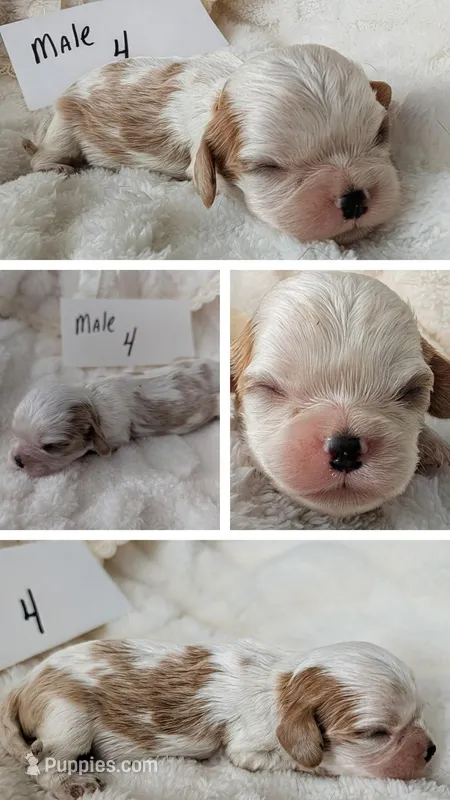 Male 4 – Cavalier King Charles Spaniel puppy for sale in Sidney, OH