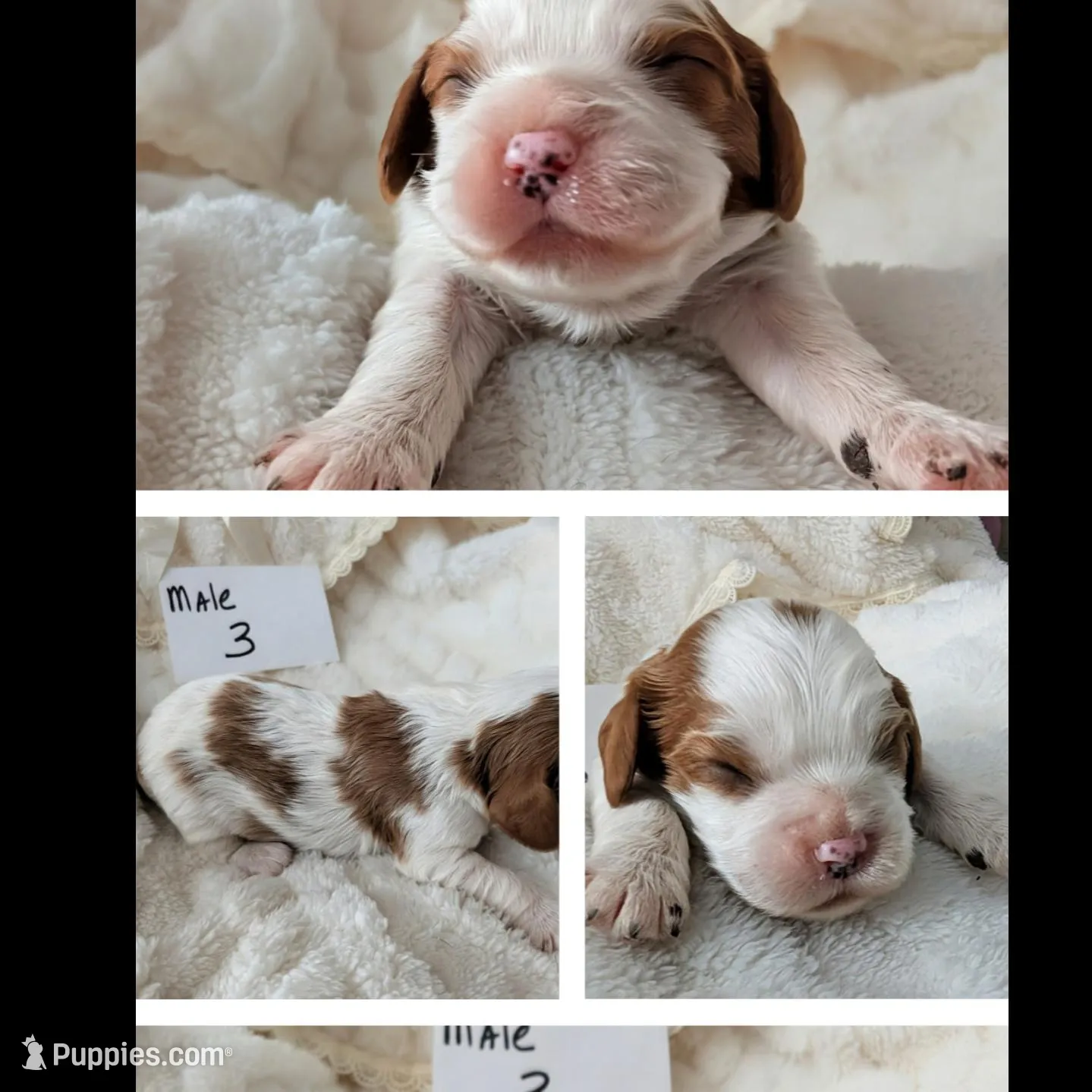 Male 3 – Cavalier King Charles Spaniel puppy for sale in Sidney, OH