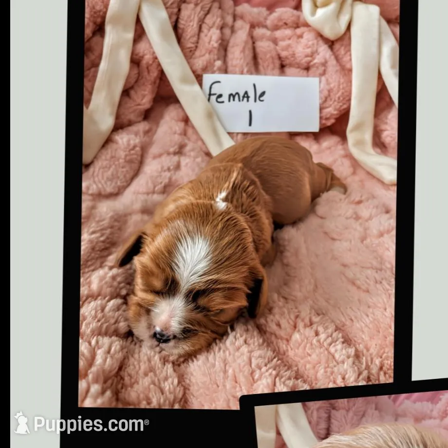 Rudy female – Cavalier King Charles Spaniel puppy for sale in Sidney, OH